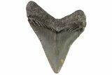 Baby Megalodon Tooth - Georgia #83714-1